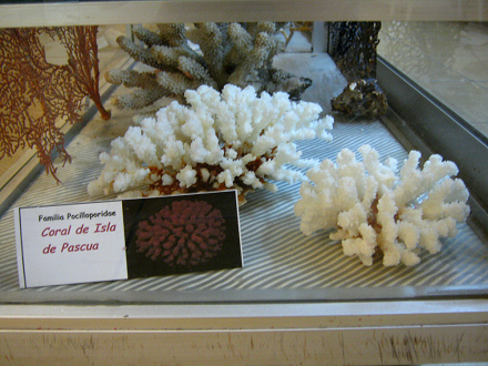 Osterinselkoralle (Coral de la isla de
                          Pascua), Tafel