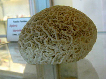 Diploria labrinthiformis