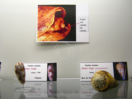 Das Merkblatt über
die Gift-Harpune der Merschnecken
Conidae Das Merkblatt über die
Gift-Harpune der Merschnecken
Conidae