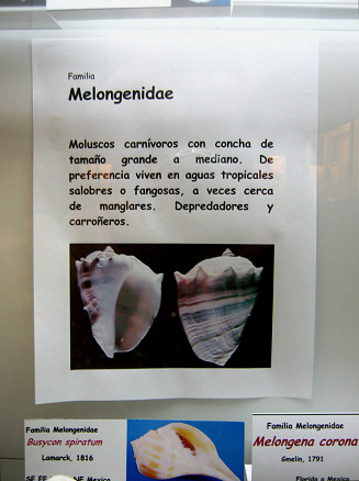 La hoja sobre los caracoles de
                                    la familia Melongenidae
