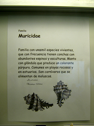 La hoja sobre los caracoles de
                                    la familia Muricidae