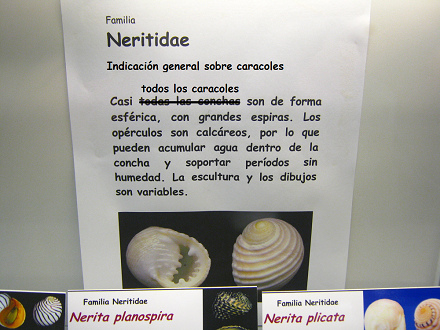 Hoja
general sobre el espíritu con los
caracoles Hoja general sobre el espíritu
con los caracoles