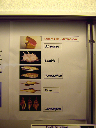 La hoja tercera sobre los caracoles
                          Strombidae con los g�neros