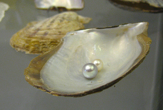 Pinctada
martensi c perla Pinctada martensi c perla