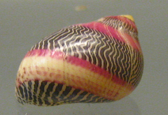 Neretina
communis, primer plano; Familia:
Neritidae; Región: Indopacífico Neretina communis, primer plano;
Familia: Neritidae; Región:
Indopacífico