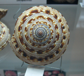 Architectonica maxima, primer
plano; Familia: Architectonicidae;
Región: Indopacífico Architectonica maxima, primer
plano; Familia: Architectonicidae;
Región: Indopacífico