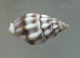 Nassarius stolatus, primer
plano 01 Nassarius stolatus, primer plano
01