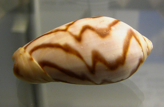 Oliva peruviana
fulgurata, primer plano Oliva peruviana fulgurata, primer
plano