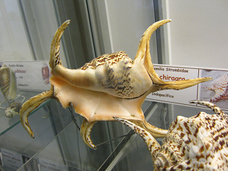 Lambis chiragra, Nahaufnahme 02