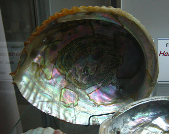 Haliotis corrugata, Nahaufnahme