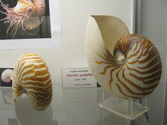 Nautilus
pompilius marron blanco 01 Nautilus
pompilius marron blanco 01