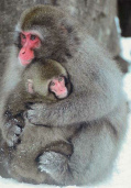 Stop
                  Tierversuche - z.B. mit Makake-Affen / stop animal
                  experiment - e.g. with macaques