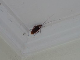 Grosse Kakerlake (Riesenkakerlake) in Kuala
                    Lumpur in Malaysia an einer Zimmerdecke