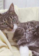 Katzenmutter
                  Assima mit Jungen