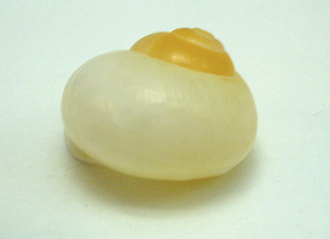 Calocochlia pulcherrima, primer plano