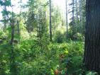 Wald, z.B. ein Tannenwald
