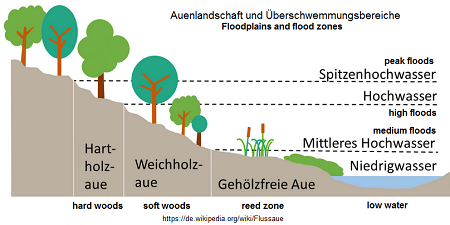 Scheme of floodplain
                landscape with reeds, softwoods and hardwoods