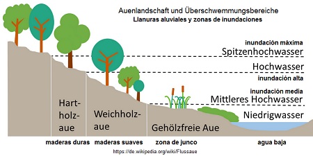 Esquema de paisaje
                de llanura aluvial con juncos, maderas blandas y maderas
                duras