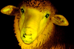 UV-Lichtschaf mit Quallen-DNA, Uruguay