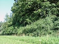 Natürlicher,
unregelmässiger Waldrand Natürlicher, unregelmässiger
Waldrand