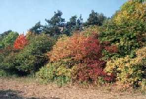 Wald mit buntem Waldrand im Herbst Wald mit
buntem Waldrand im Herbst