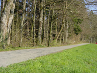 Strasse statt Waldrand Strasse statt Waldrand