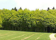 Wald ohne
Waldrand Wald ohne Waldrand