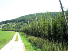 Hopfenanbau, Hopfen,
Hopfengarten, wo früher sonniger Wald
stand Hopfenanbau, Hopfen,
Hopfengarten, wo früher sonniger Wald
stand