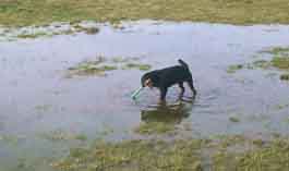 Wiese mit grosser Pfütze Wiese mit grosser Pfütze