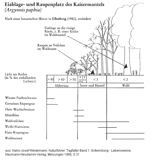 Schmetterlinge:
                Kaisermantel (Argynnis pahia): Eiablageplatz und
                Raupenplatz: Raupen im Waldsaum, Eiablage im Waldmantel
                an rissiger Rinde
