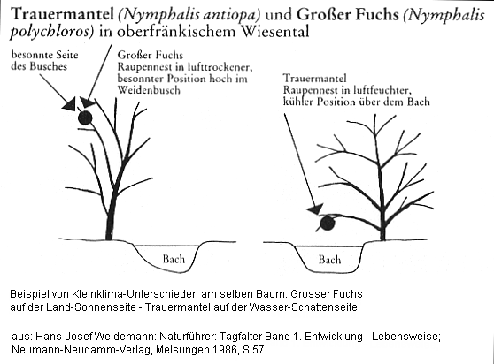 Schmetterlinge: Kleinklimaten am
                selben Baum, Eiablageplatz und Raupennest, Beispiele
                Trauermantel und Grosser Fuchs