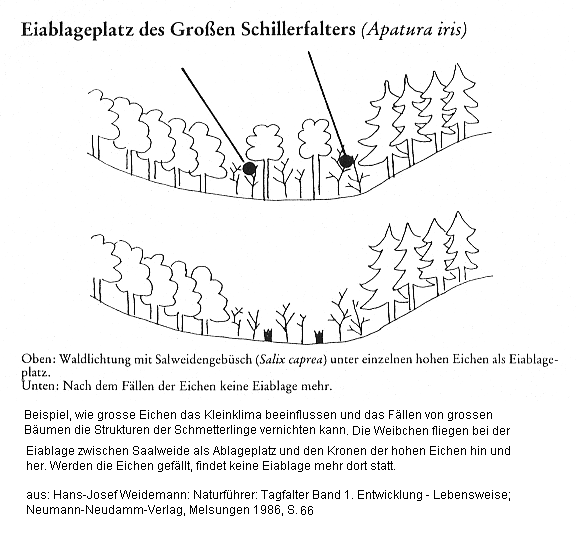 Schmetterlinge: Grosser
                Schillerfalter (Apatura iris): Eichen weg -
                Schmetterlinge weg