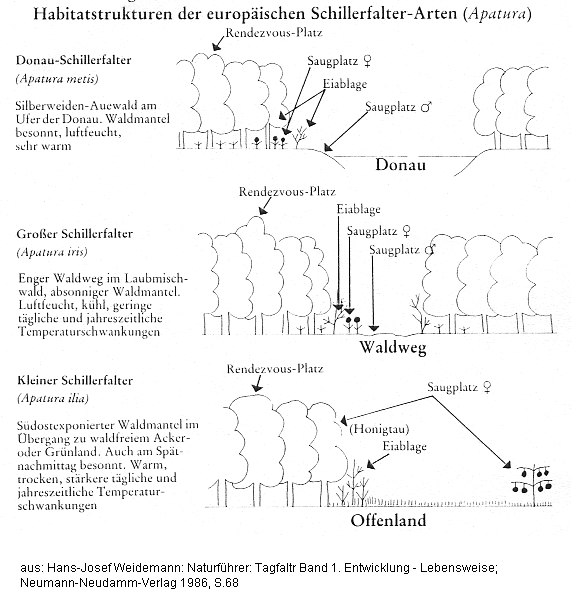 Schmetterlinge: Habitate der
                Schillerfalter-Arten (Apatura)