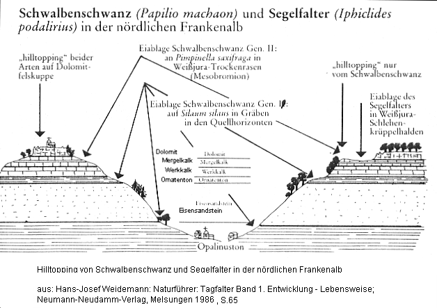 Schmetterlinge: Das Hilltopping
                  des Schwalbenschwanz und des Segelfalters in der
                  n�rdlichen Frankenalb
