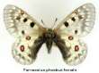 Hochalpenapollo,
                      Weibchen ; Parnassius phoebus