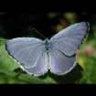 Faulbaum-Bl�uling M�nnchen ; Celastrina
                      argiolus