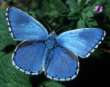 Himmelblauer Bl�uling M�nnchen ; Lysandra
                      bellargus