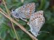 Sonnenr�schen-Bl�uling Unterseite: Aricia
                      artaxerxes