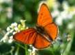Grosser Feuerfalter M�nnchen ; lycaena
                      dispar
