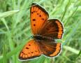 Grosser Feuerfalter Weibchen ; lycaena
                      dispar
