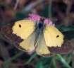 Gelblinge: Colias erate M�nnchen