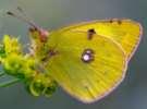 Gemeiner Heufalter, Goldene Acht ; Colias
                      hyale