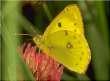 Hufeisenklee-Heufalter M�nnchen; Colias
                      australis