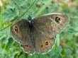 Augenfalter: Braunauge m
                      od. w? ; Lasiommata maera