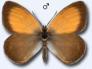 Wiesenv�gelchen:
                      Perlgrasfalter ; coenonympha arcania