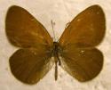 Rostbraunes Wiesenv�gelchen ;
                      coenonympha glycerion