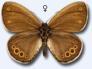 Wald-Wiesenv�gelchen
                        Weibchen ; coenonympha hero