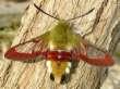 Hummelschw�rmer
                        ; hemaris fuciformis