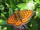 Grosser Perlmuttfalter ; mesoacidalia
                        aglaja , argynnis aglaja , speyeria aglaya