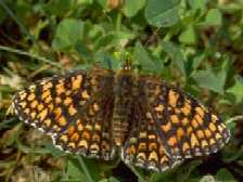 Flockenblumen-Scheckenfalter ; melitaea
                        phoebe